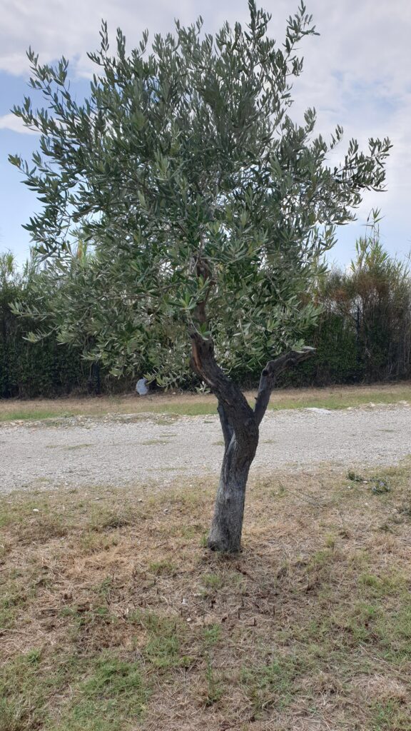Olivenbaum